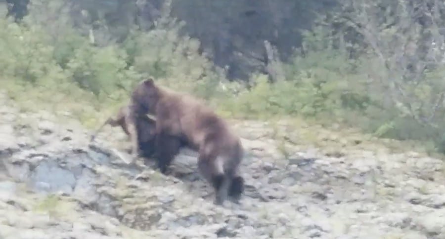 Brown Bear Carries Live Moose Calf Away