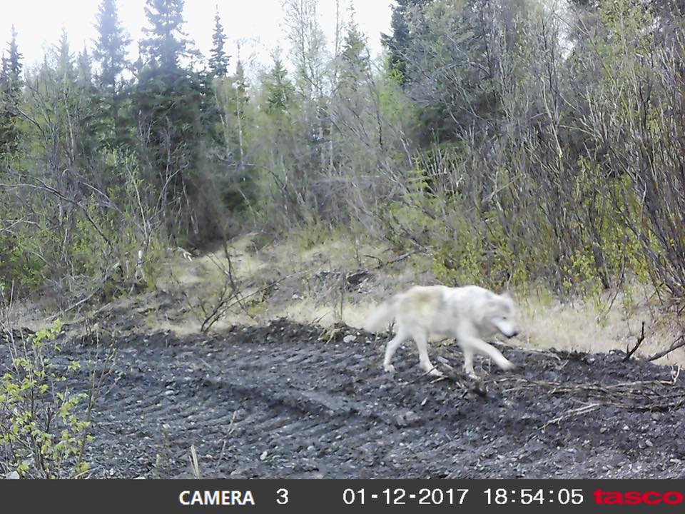 Trail Cam Tuesday