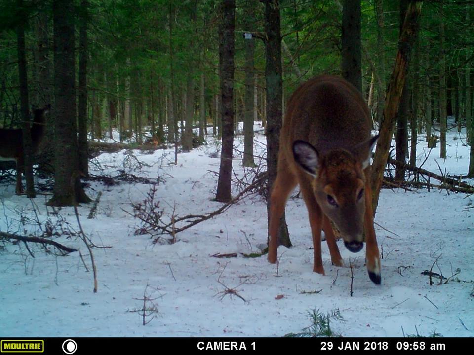 Trail Cam Tuesday