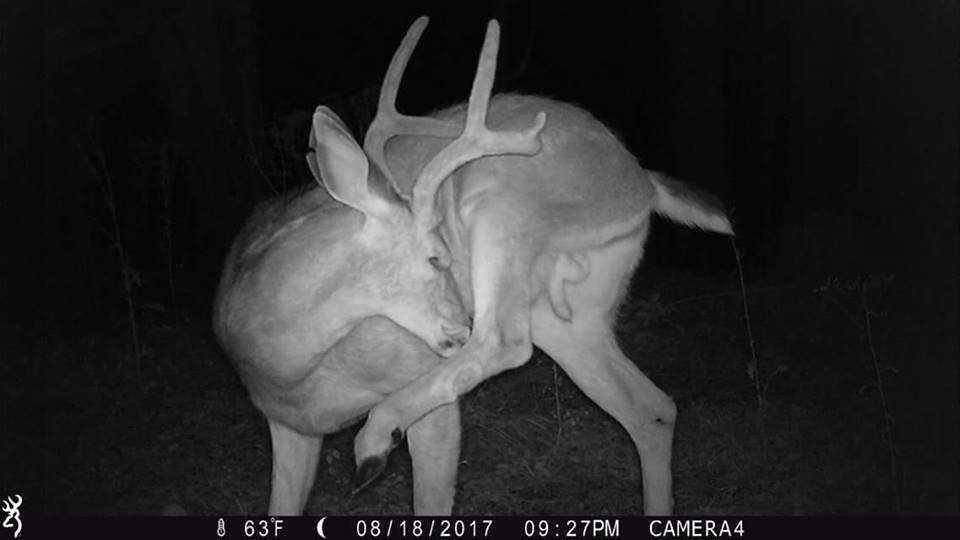 Trail Cam Tuesday