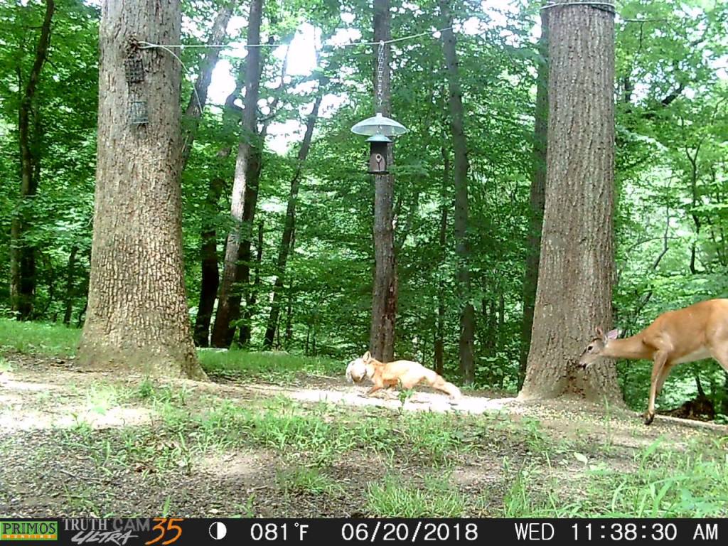 Trail Cam Tuesday