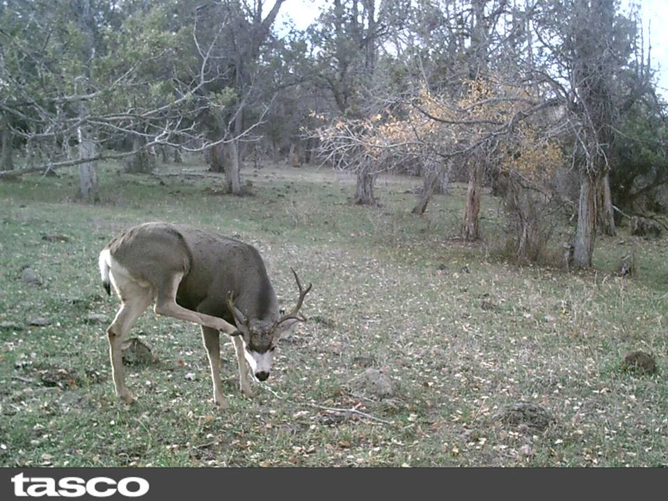 Trail Cam Tuesday