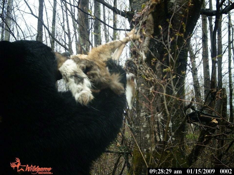 Trail Cam Tuesday