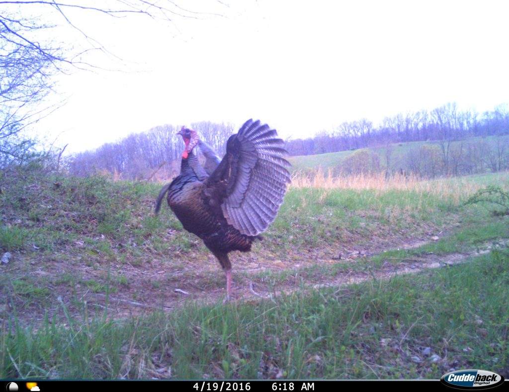 Trail Cam Tuesday