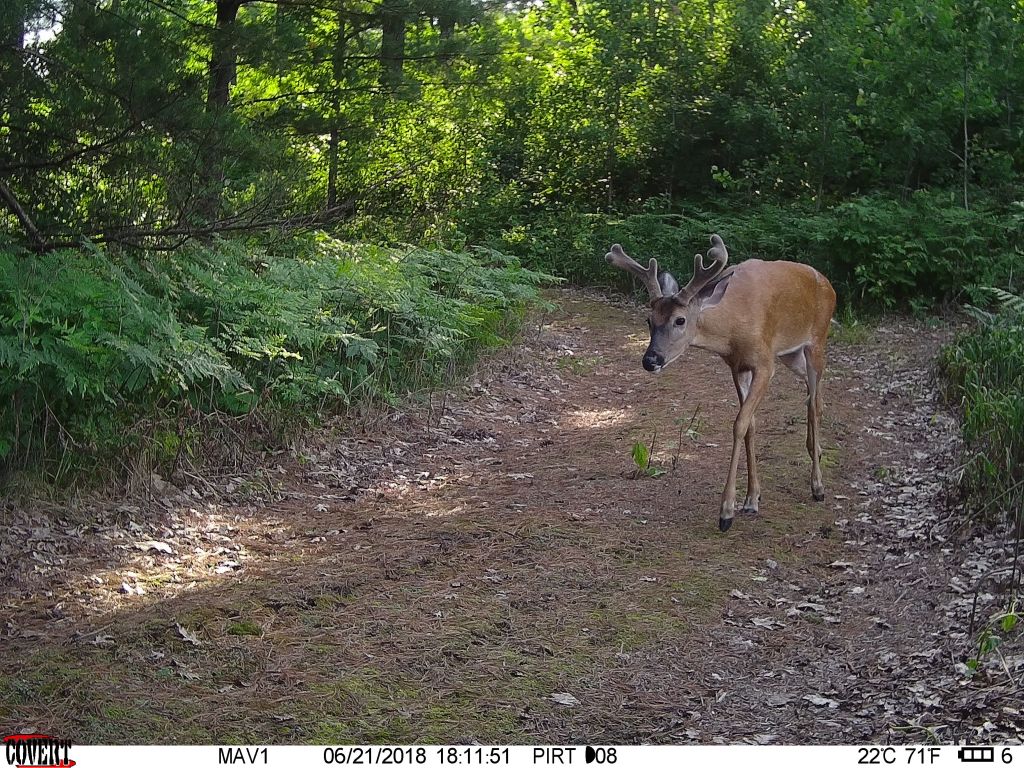 Trail Cam Tuesday