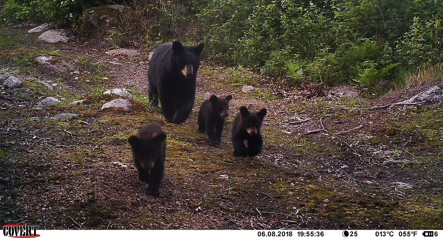 Trail Cam Tuesday