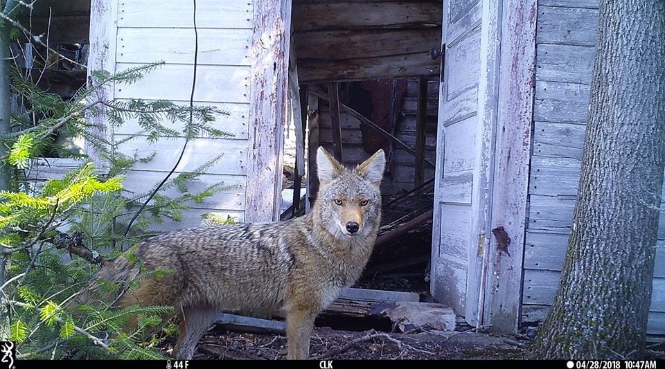 trail cam Tuesday