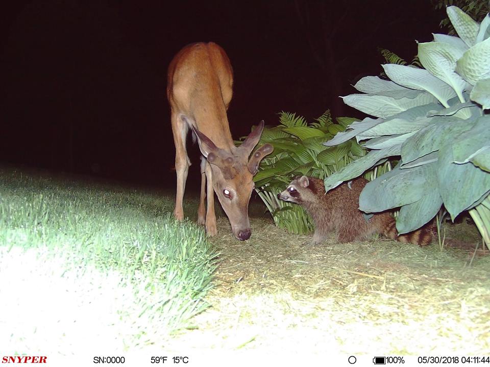 trail cam Tuesday