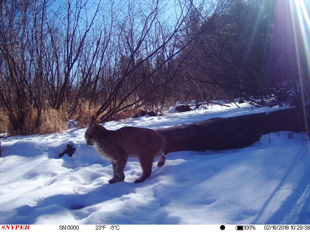 trail cam Tuesday