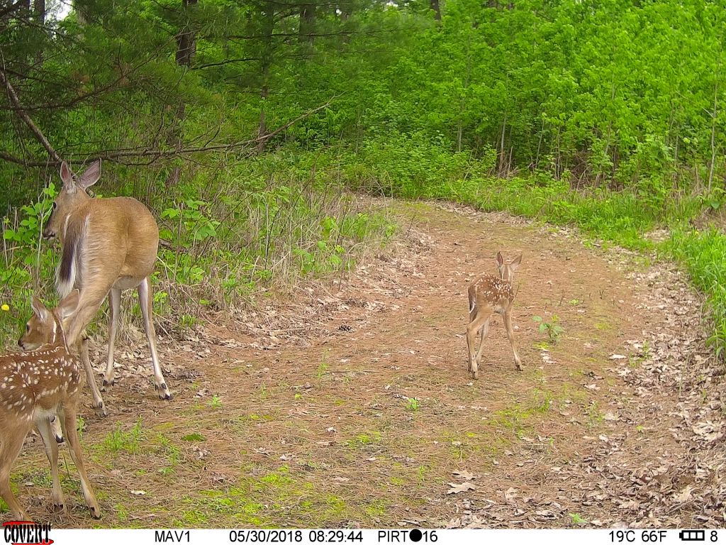 trail cam Tuesday