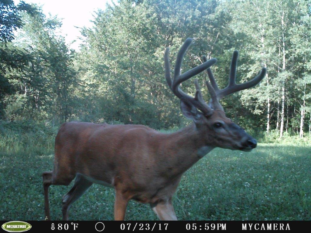 trail cam Tuesday