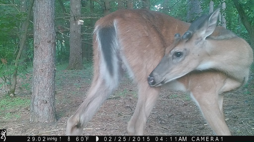 trail cam Tuesday