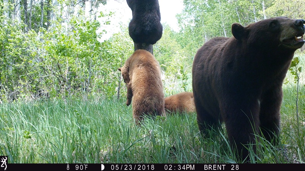 trail cam Tuesday