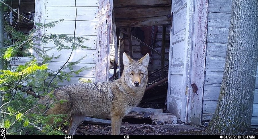 trail cam Tuesday