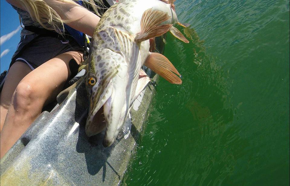 Tiger Muskie