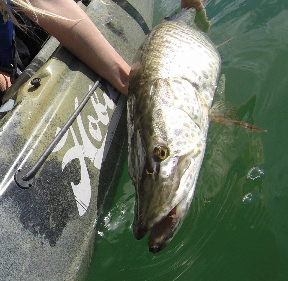 Tiger Muskie