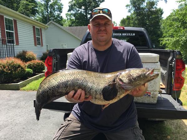 record snakehead 