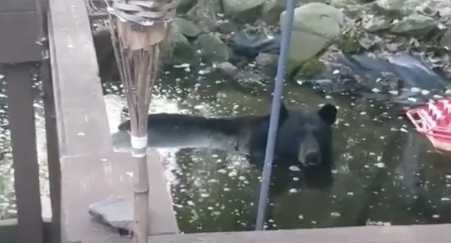 Bear In Backyard Pond: That's How You Know It's Hot!
