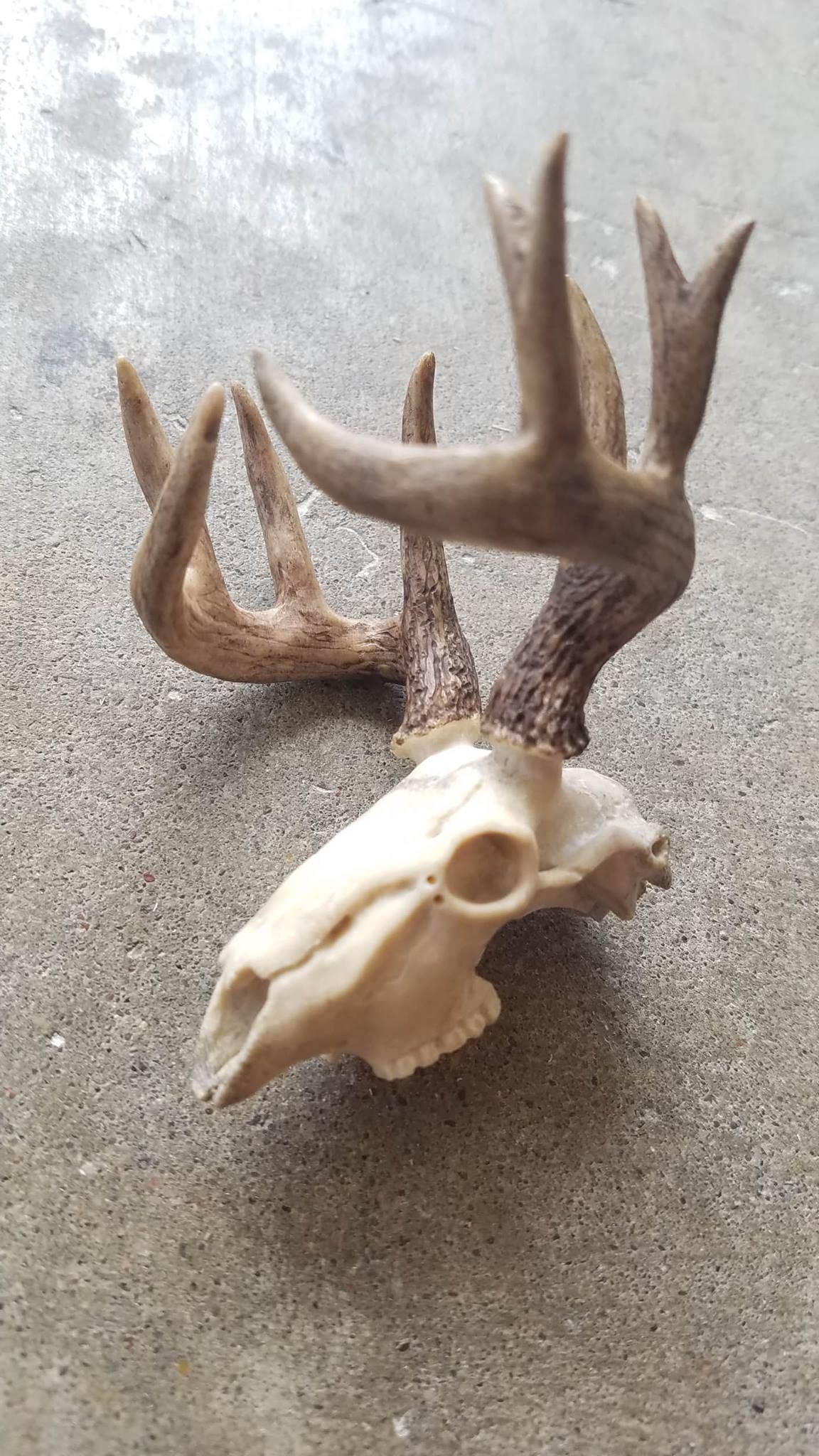 deer skull