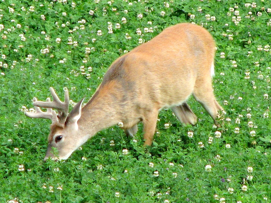 Deer Food Plot