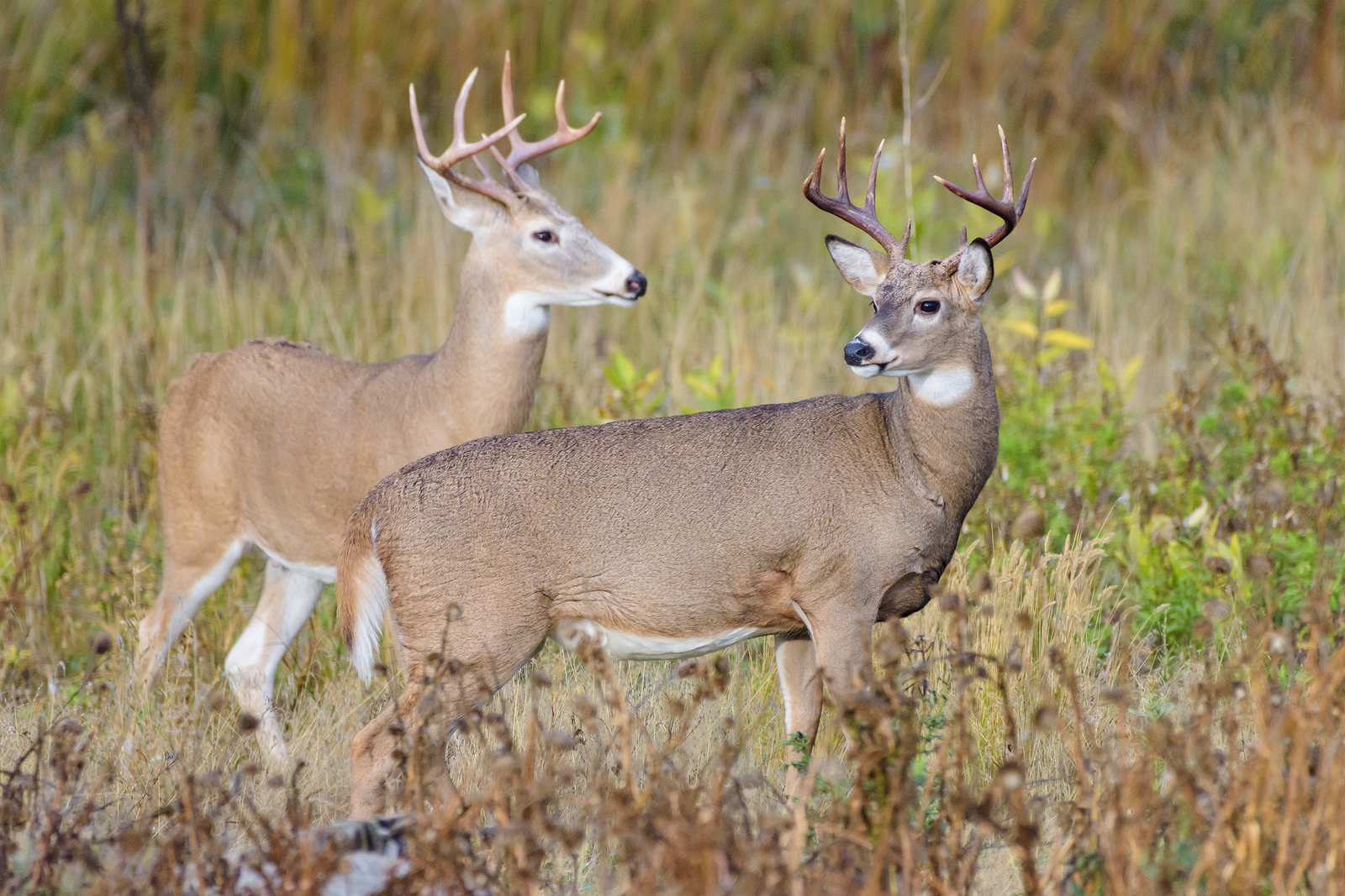 Deer Food Plot