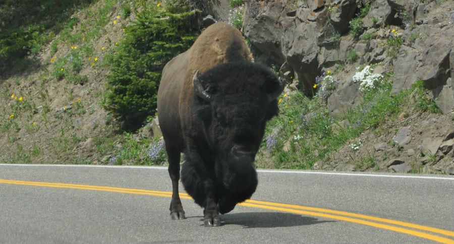 bison attack