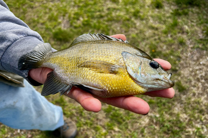 freshwater fish to eat