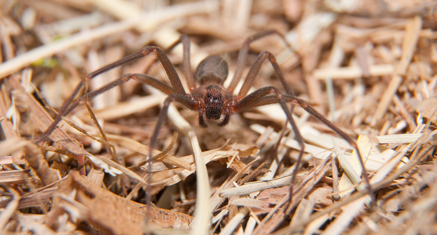 brownrecluse