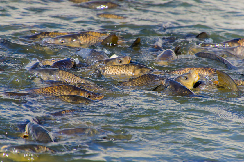 freshwater fish to eat