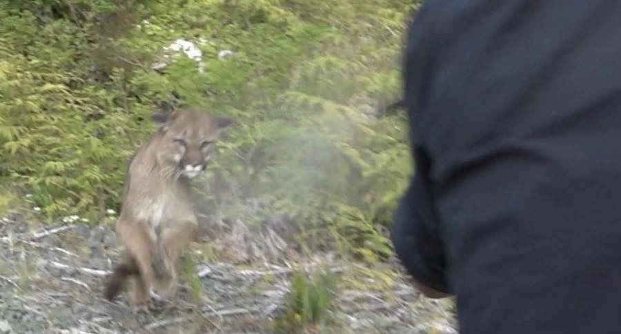 cougar attack