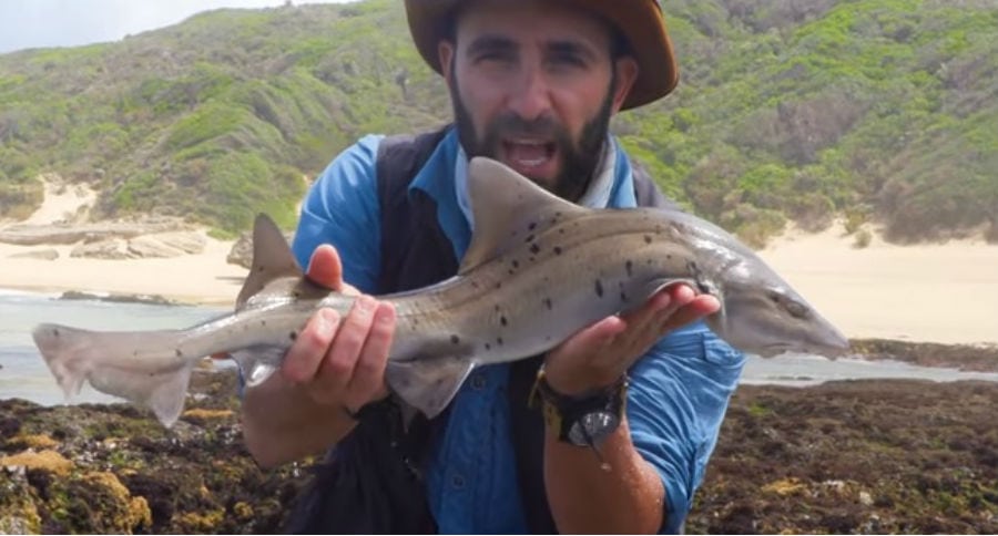shark