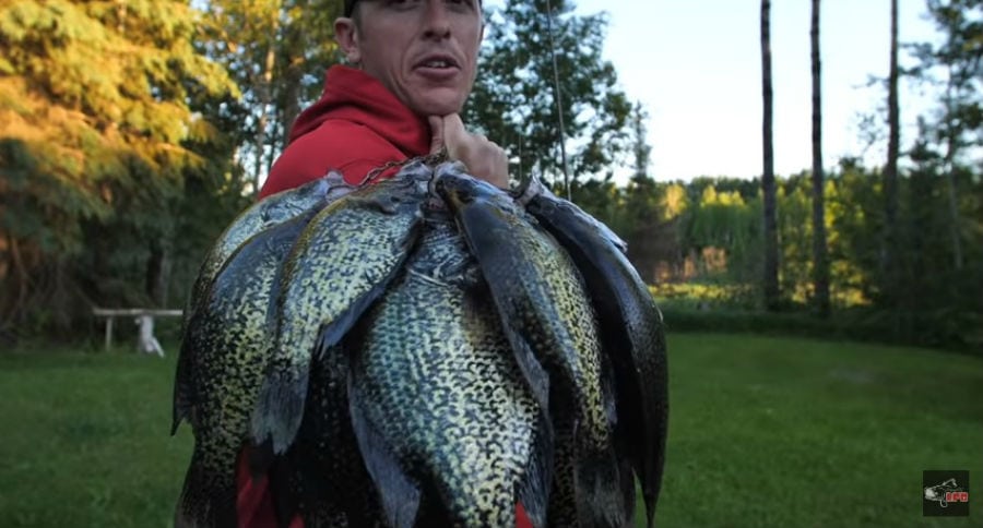 Crappie