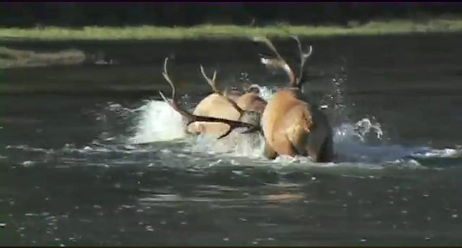 elk fight