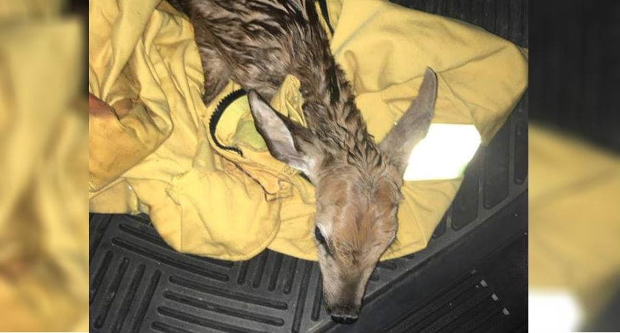 Fawn Rescue