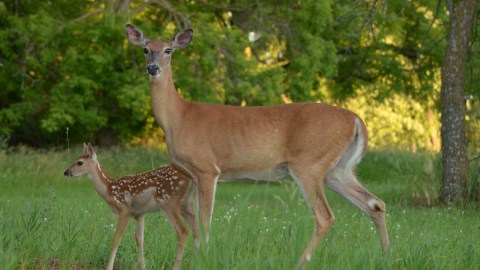 Fawn Recruitment