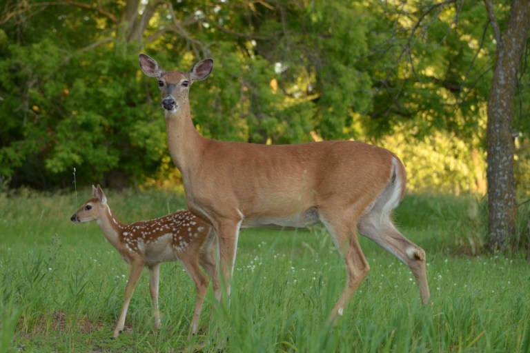 Whitetail Deer Gestation Period Duration And Importance whitetail-deer-gestation-period-duration-and-importance