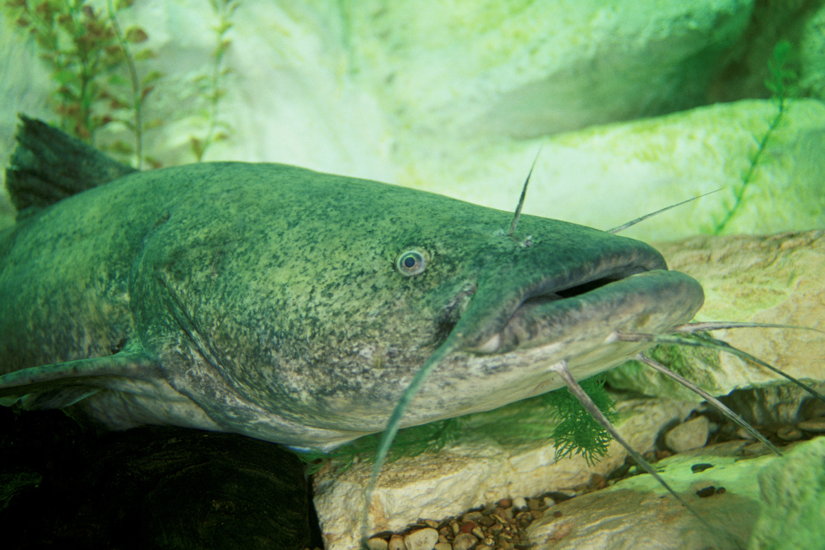 Flathead Catfish