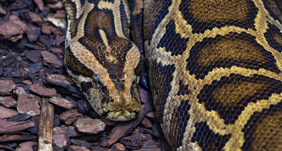 Remember the 23-Foot Python Snake That Swallowed a Woman Whole? - Wide ...
