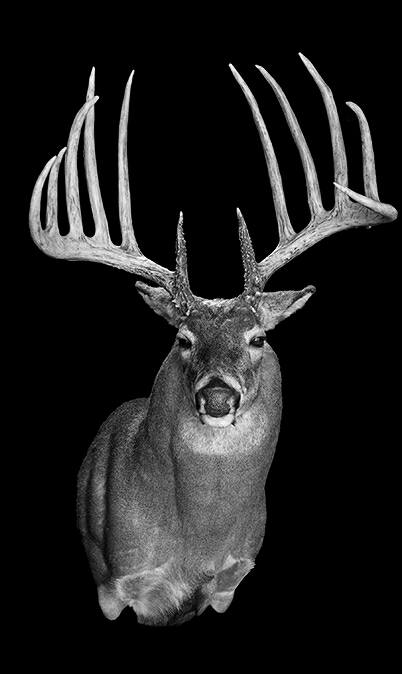 shed antlers