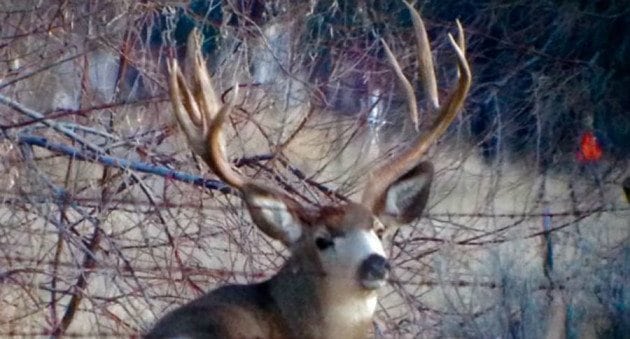 Poached Deer