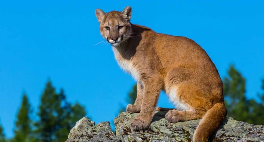 Nebraska mountain lion hunting season