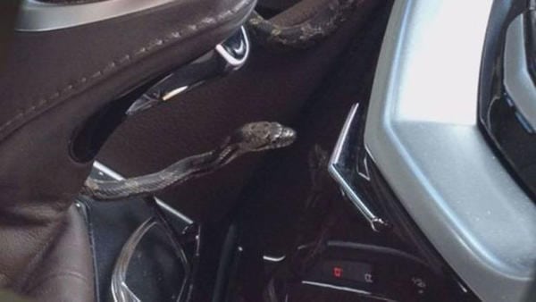 snake in car