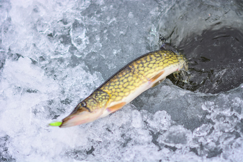 Freshwater Fish to Eat 10 Species to Add to Your Bucket List