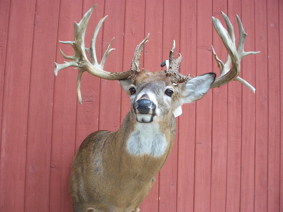 Poached Deer