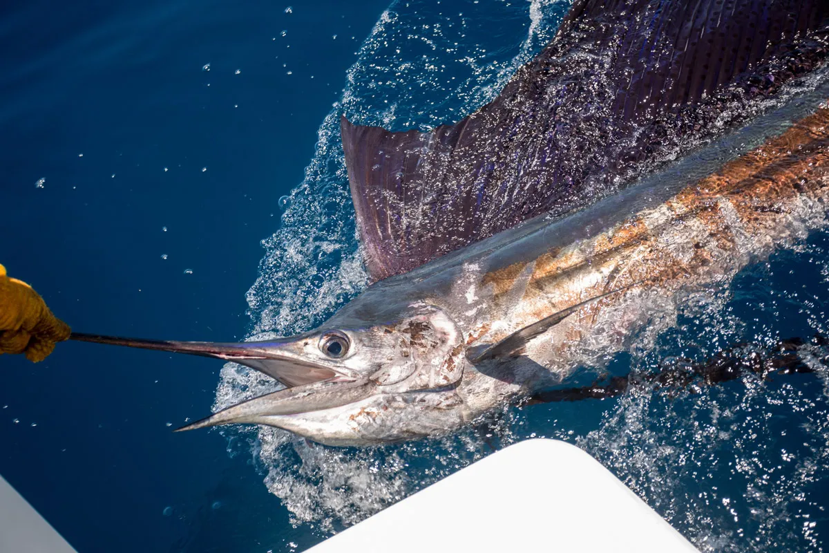 sailfish