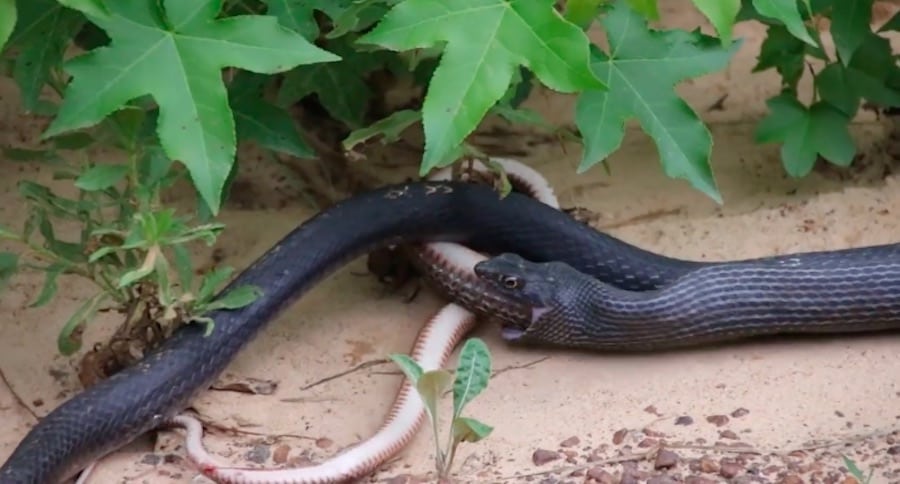 snake regurgitates