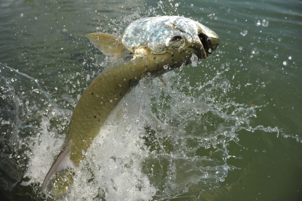 tarpon