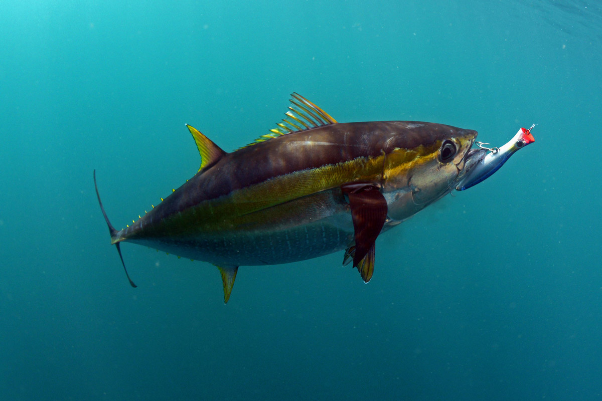 yellowfin tuna