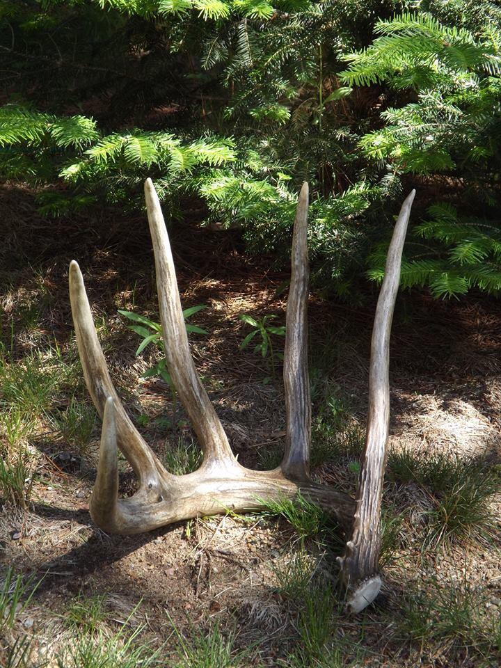 shed antlers