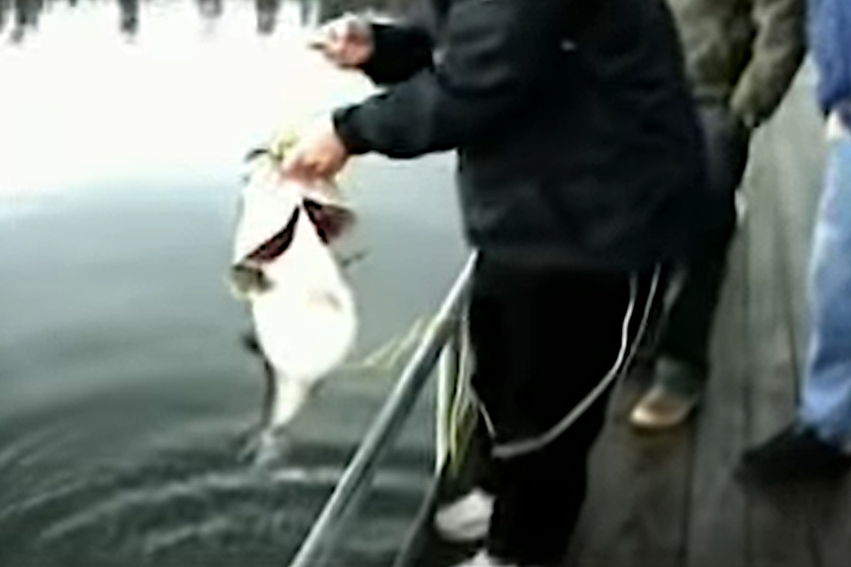 World Record Bass